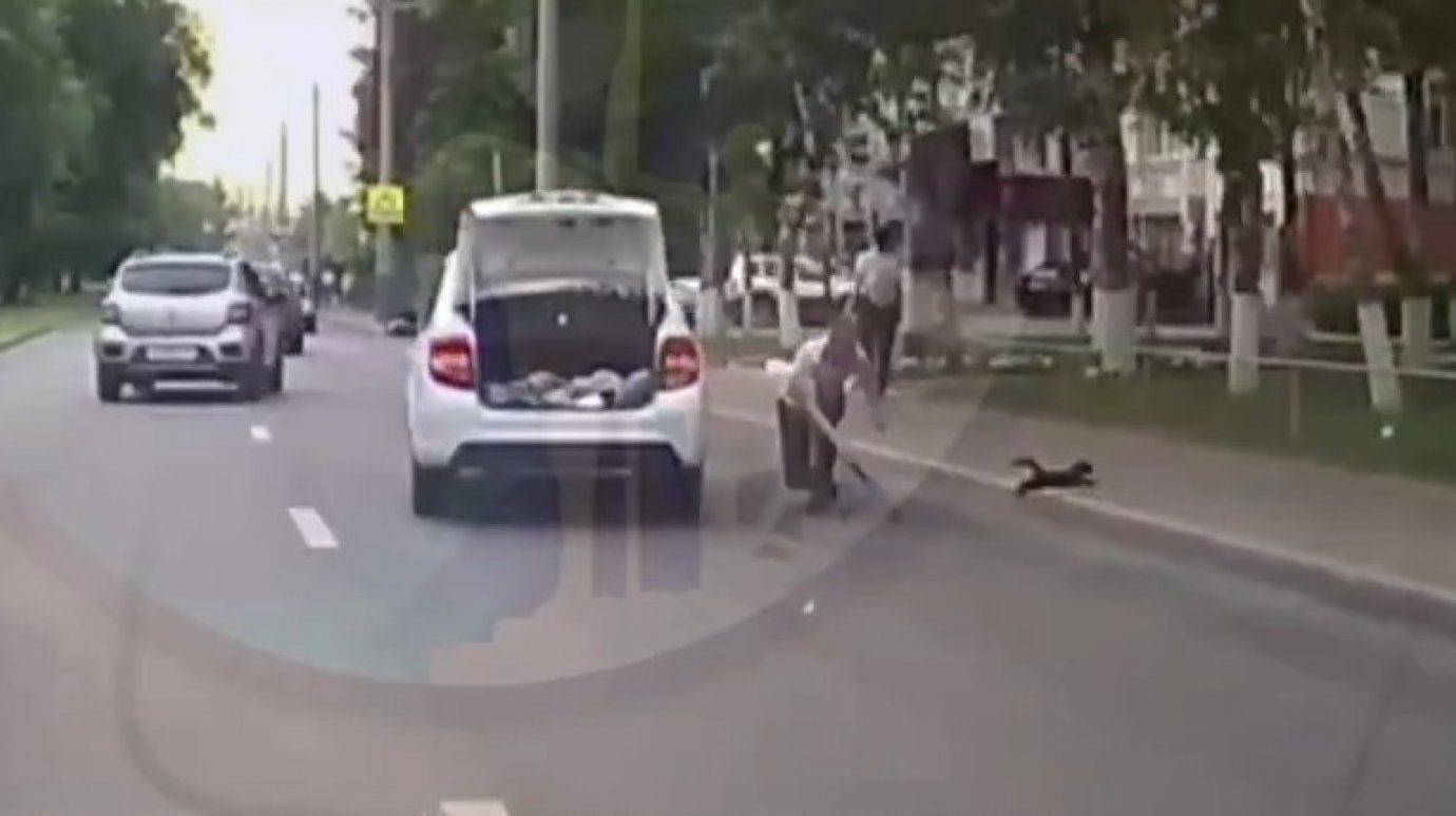 В Пензе водитель спас котенка, выбежавшего на дорогу