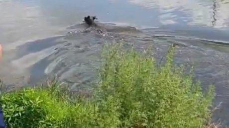 На улице Аустрина спасенного лося выпустили в реку