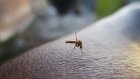 Врач рассказала о смертельно опасных последствиях комариных укусов