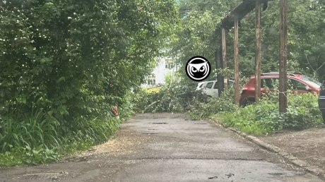 В разных районах Пензы ураганом повалило деревья