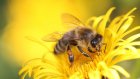 В Сердобском районе расследуют массовую гибель пчел