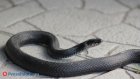 16 июля - Международный день змеи