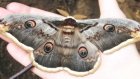 Пензенский энтомолог хочет развести редчайшую бабочку