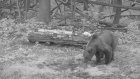 В Городищенском районе медведь попал в фотоловушку