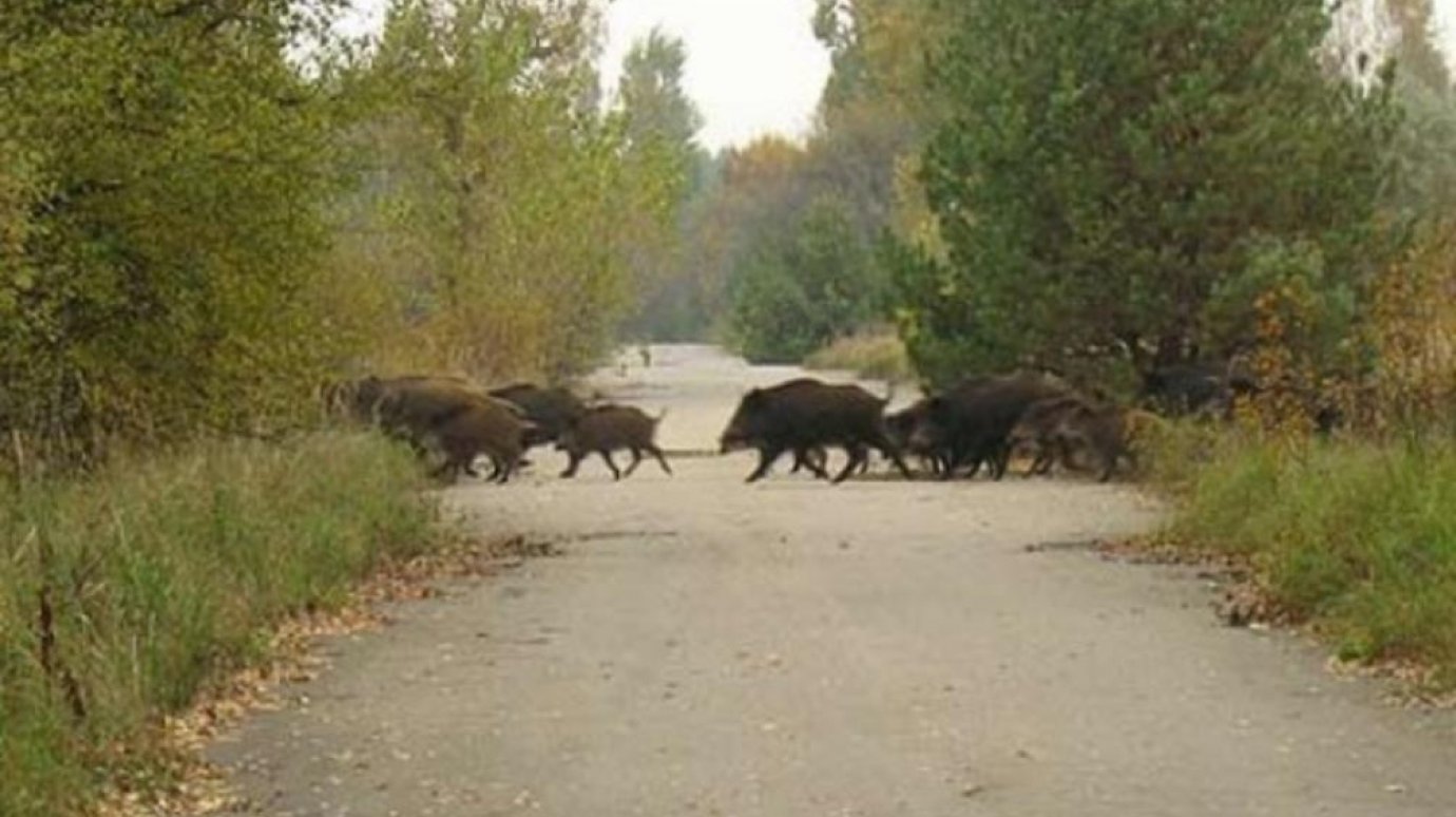 В Пензенском районе водитель насмерть сбил группу кабанов