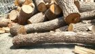 Житель Бековского района срубил деревья на 7 миллионов ради дров