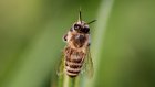 Каменское предприятие оштрафовали на 3 000 руб. после гибели пчел