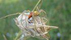 Пензенский энтомолог призвал не «плющить» ядовитых пауков