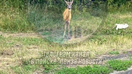 Пензенцы сняли новое видео с копытной жительницей Арбекова