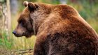 Житель области призвал убрать медведей с территории региона
