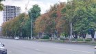 Пензенцев тревожит состояние каштанов на городских улицах