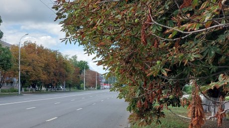 Пензенцев тревожит состояние каштанов на городских улицах