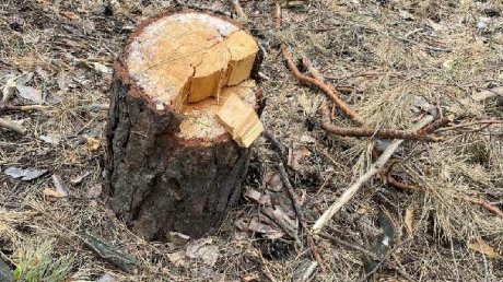 В Камешкирском районе сосны и береза погибли от рук неизвестного лесоруба