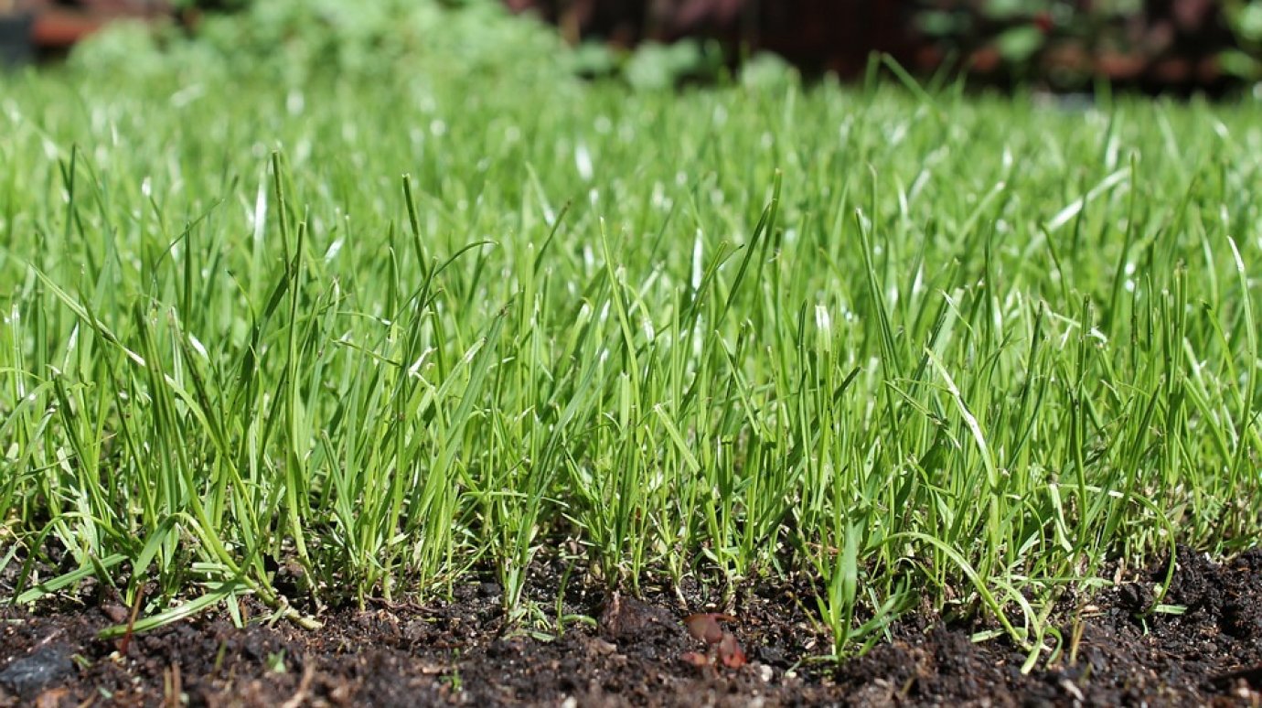 Администрация Городищенского района незаконно продала 9 га земли