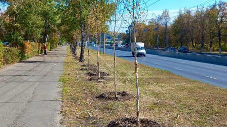 На проспекте Победы в Пензе высадили березы