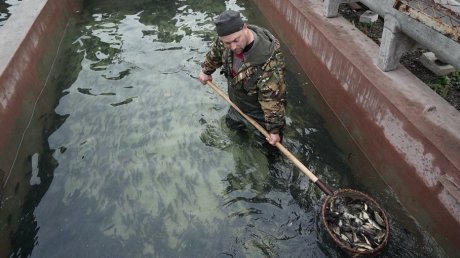 В Сурское водохранилище выпустили молодь сазана