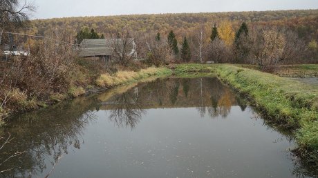 В Сурское водохранилище выпустили молодь сазана