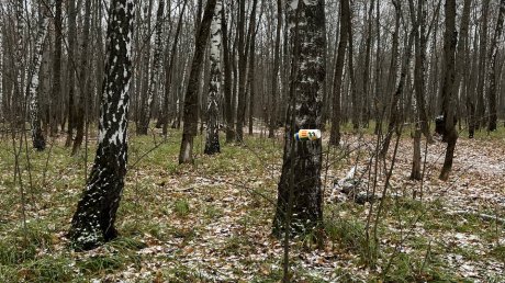 С кустов и деревьев на Олимпийской аллее сняли «украшения»