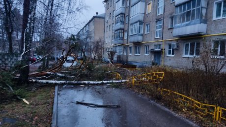 В Заречном выдернутая с корнем сосна рухнула на человека