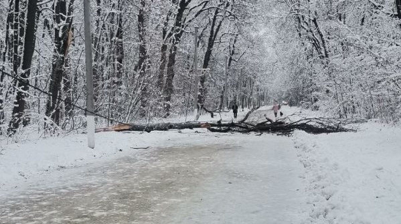 На Олимпийской аллее в Пензе рухнуло еще одно дерево