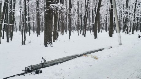 На Олимпийской аллее в Пензе рухнуло еще одно дерево