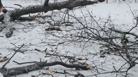 На Олимпийской аллее в Пензе рухнуло еще одно дерево