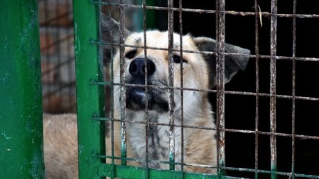 В Пензе за год отловили более 500 бродячих собак