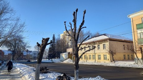 «Под карандаш»: пензенцы вновь возмущаются обрезкой деревьев