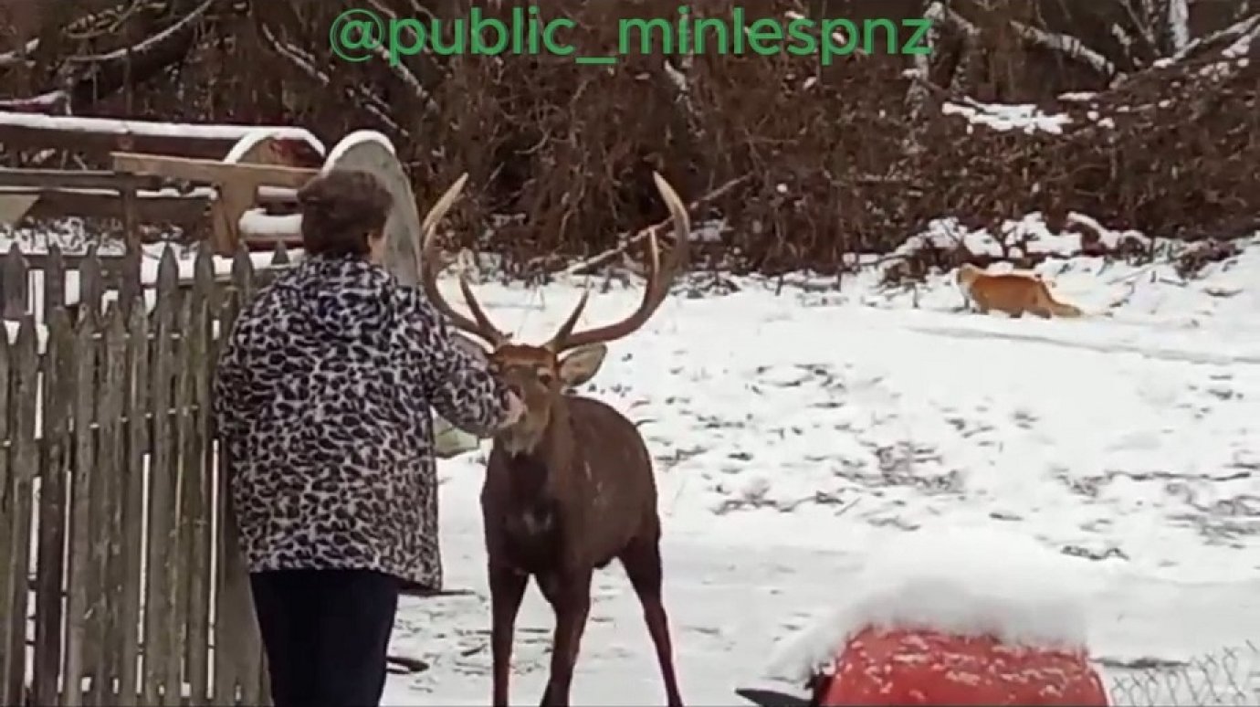 В Сурске олень доверчиво взял угощение из рук горожанки