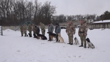 В Пензе кинологи показали, на что способны их собаки