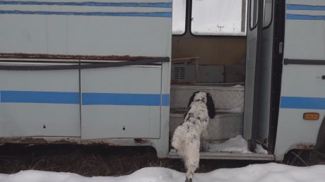 В Пензе кинологи показали, на что способны их собаки