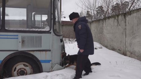 В Пензе кинологи показали, на что способны их собаки