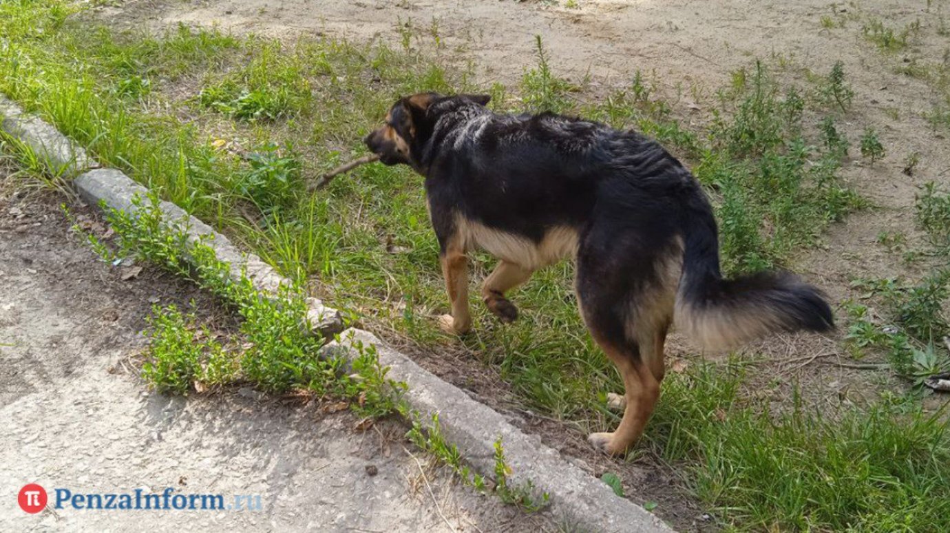 В Пензе собаки за год покусали больше тысячи человек