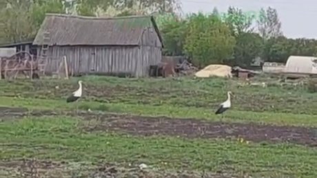 В огород к жителям Пачелмы прилетели краснокнижные птицы