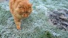 Жителей Пензенской области ждут заморозки