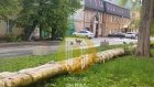 В Пензе расследуют нападение собак на мать и дочь
