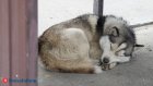 Для больниц планируют закупить 4 100 доз вакцины от бешенства
