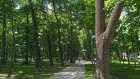 Учительский сквер в Пензе обработают от клещей