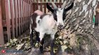 Язык животных переведут на человеческий