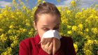 Названы способы облегчить симптомы аллергии на пыльцу