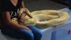 Утвержден список животных, запрещенных к содержанию