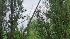 Над пешеходной дорожкой в Арбекове зависло падающее дерево