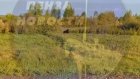 В Бессоновском районе рыбак встретил медведя
