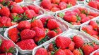 Ранняя клубника может быть опасна для здоровья