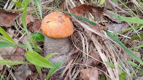 В Пензенской области начался сезон летних грибов