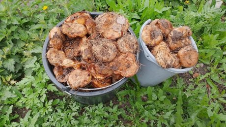 В Пензенской области начался сезон летних грибов