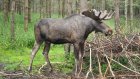 Перечислены действия при встрече с лосем в лесу