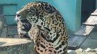 Пензенский зоопарк остался без ягуара Азара