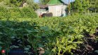Дачникам отсоветовали активно бороться с одним видом вредителей