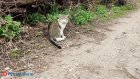 Кошек назвали источником возникновения масштабной эпидемии